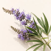 Vitex agnus-castus